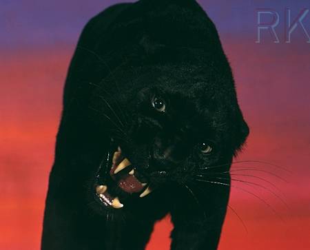 Blackpanther - 89.jpg